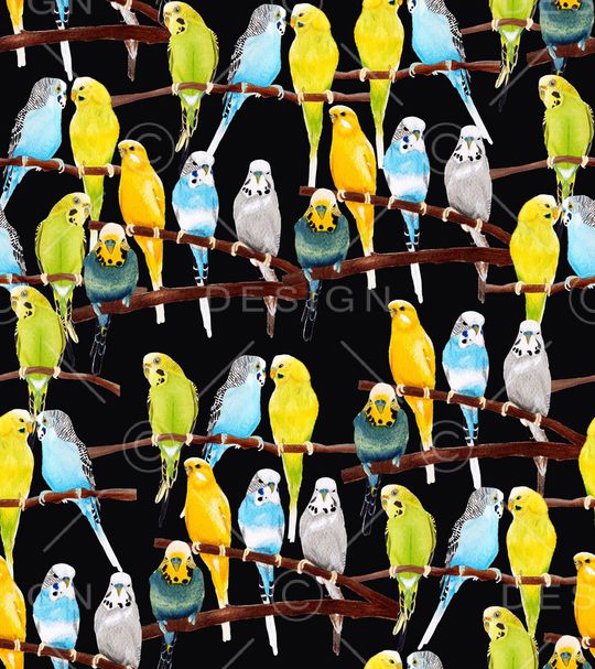 鹦鹉印花华亿平台图片