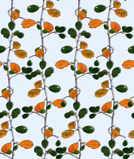 树枝印花华亿平台图片