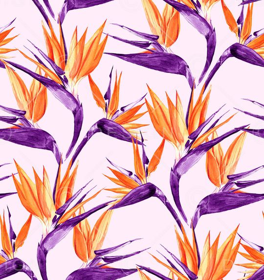 天堂鸟印花华亿平台图片