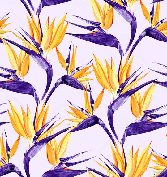 天堂鸟印花华亿平台图片