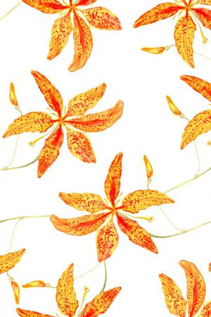 香蕉花卉印花华亿平台图片