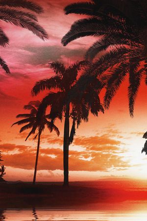 椰子树印花华亿平台图片