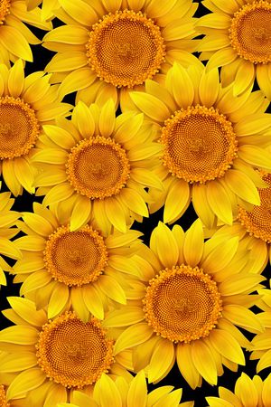 黑底花卉印花华亿平台图片