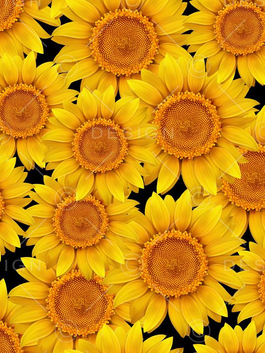 黑底花卉印花华亿平台图片