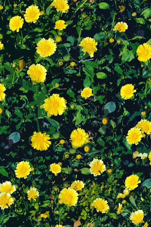 彩底花卉印花华亿平台图片