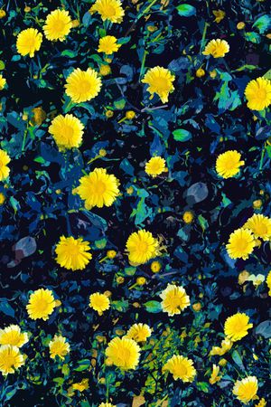 彩底花卉印花华亿平台图片