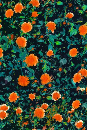 彩底花卉印花华亿平台图片