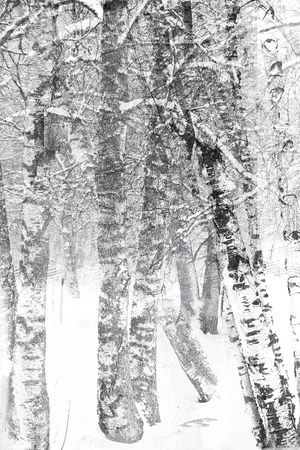 树林印花华亿平台图片