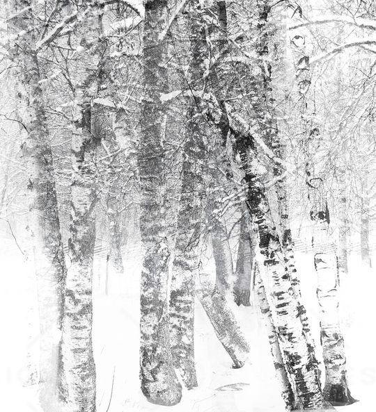 树林印花华亿平台图片