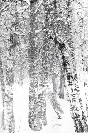 树林印花华亿平台图片