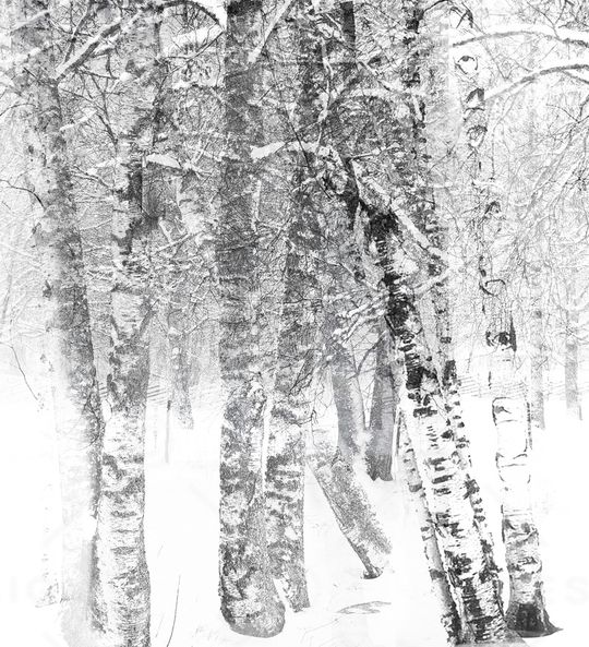 树林印花华亿平台图片