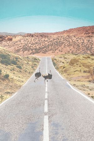 树林印花华亿平台图片