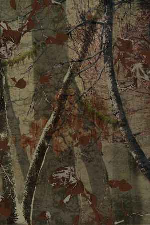 树林印花华亿平台图片