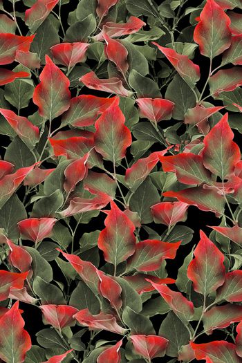 1319731-2020-04-26-c1