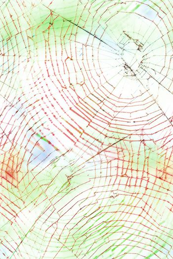 1341690-蜘蛛网03c