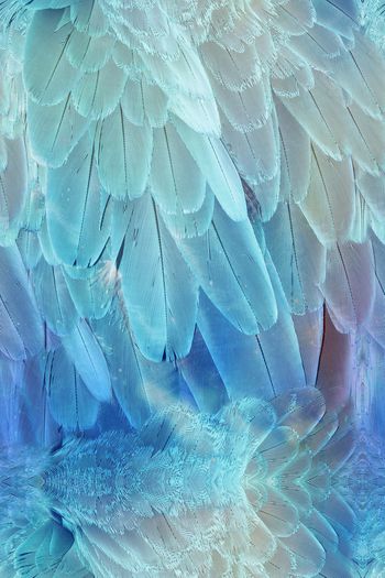 1345107-多彩羽毛-ok