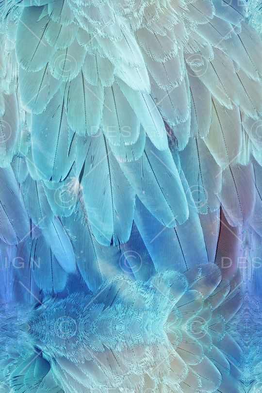 羽毛印花华亿平台图片