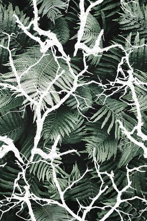 树枝印花华亿平台图片