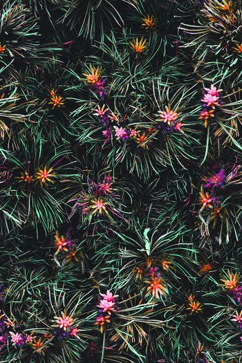 1346690-珊瑚花-ok