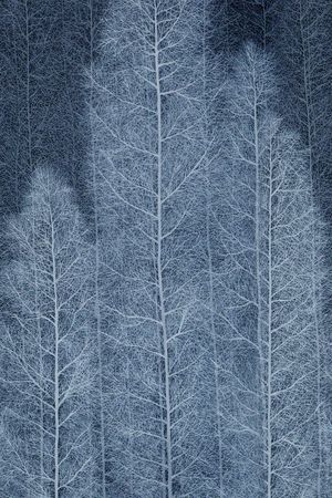 玉兰花印花华亿平台图片