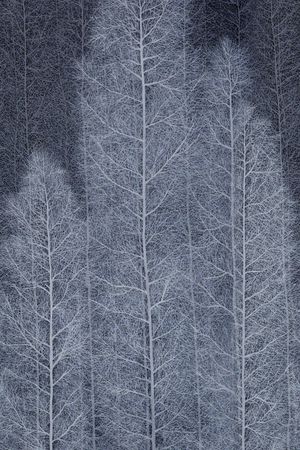 玉兰花印花华亿平台图片