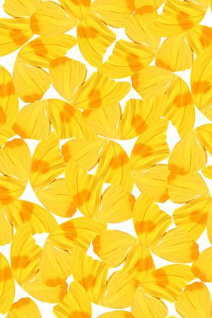 黄花印花华亿平台图片