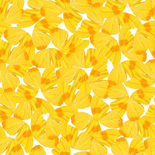 黄花印花华亿平台图片