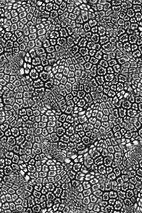 女装印花华亿平台图片