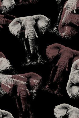 大象印花华亿平台图片