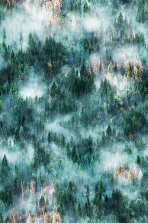 树林印花华亿平台图片