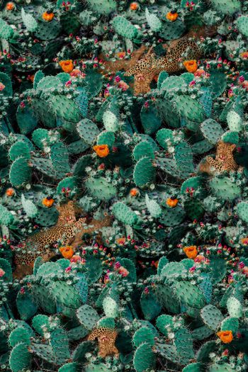 1357908-仙人掌花卉-ok