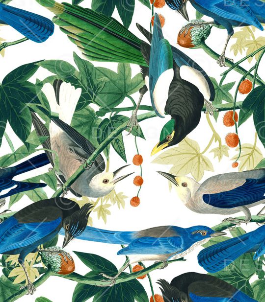 鹦鹉印花华亿平台图片