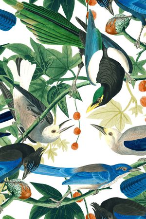 鹦鹉印花华亿平台图片