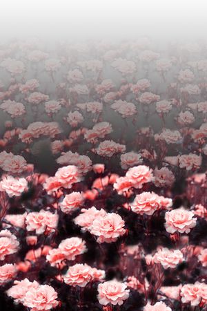 女装定位花印花华亿平台图片