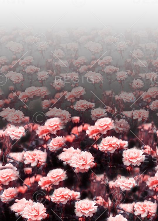 女装定位花印花华亿平台图片