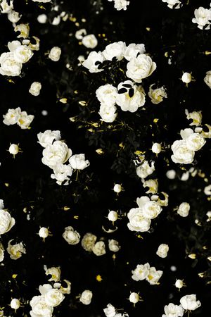 大牌风印花华亿平台图片