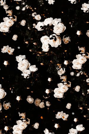 蝴蝶兰印花华亿平台图片