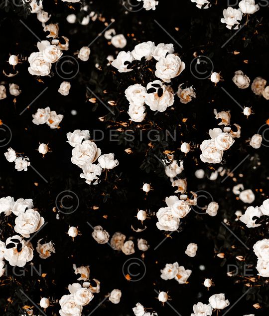 蝴蝶兰印花华亿平台图片