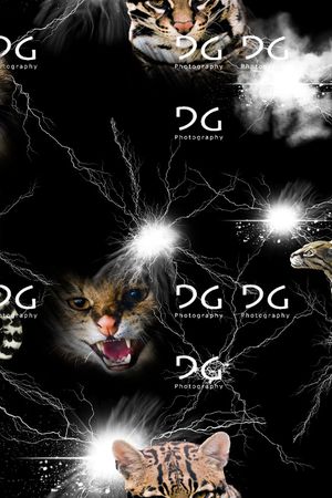 动物印花华亿平台图片