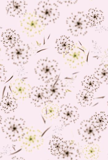 1365836-200927蒲公英回路粉色