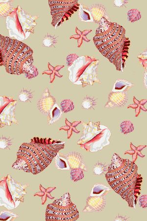 贝壳印花华亿平台图片