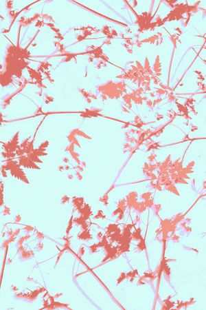 女装定位花印花华亿平台图片