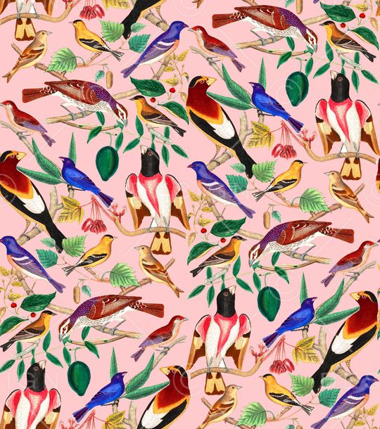 鹦鹉印花华亿平台图片