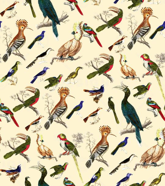 鹦鹉印花华亿平台图片