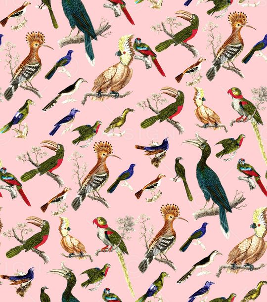 鹦鹉印花华亿平台图片