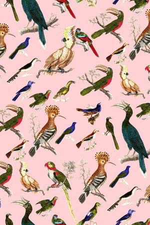 鹦鹉印花华亿平台图片