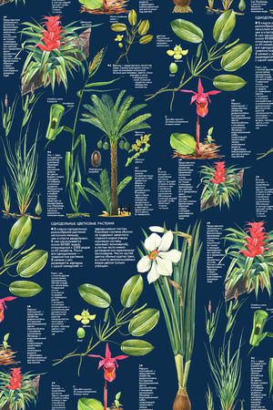 鹦鹉印花华亿平台图片