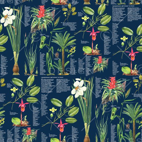 鹦鹉印花华亿平台图片