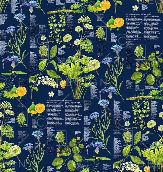 鹦鹉印花华亿平台图片