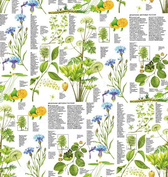 鹦鹉印花华亿平台图片